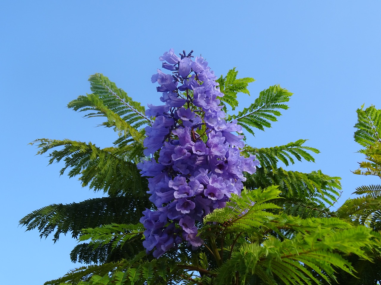 Image - garden flowers lilac autumn trees