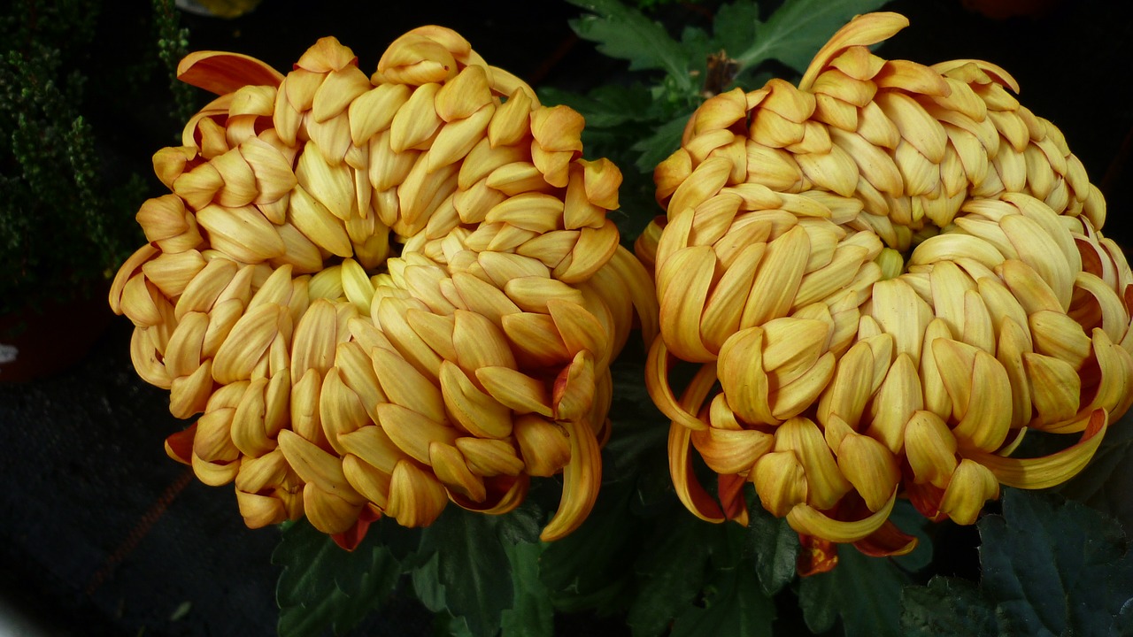 Image - chrysanthemum flower yellow large