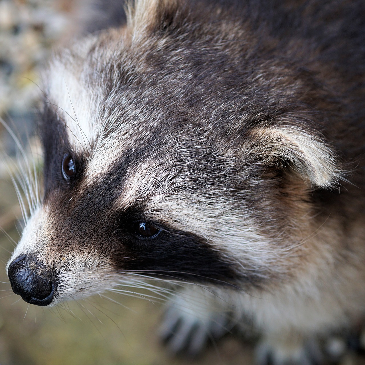 Image - raccoon bear furry animal