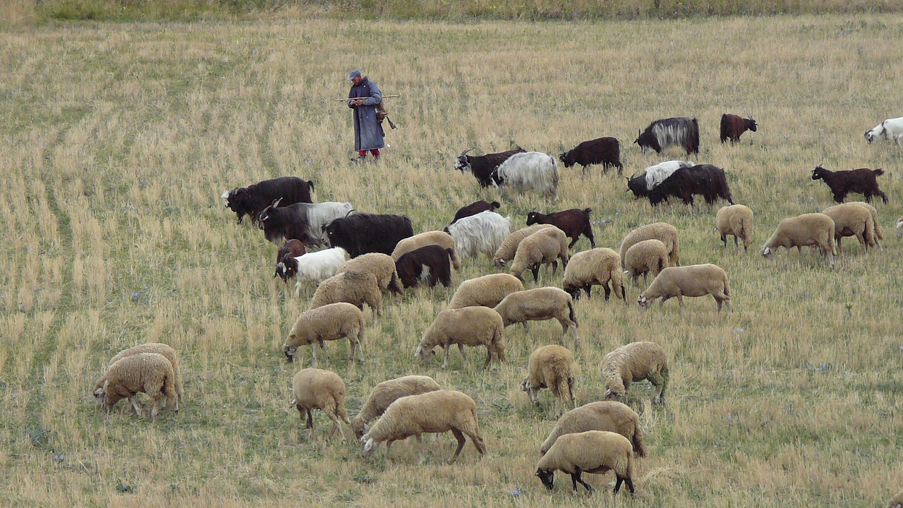 Image - bulgaria pirin herd sheep shepherd