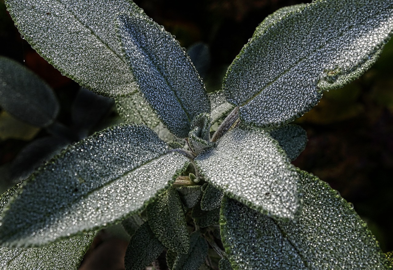 Image - leaf drop of water sage morgentau