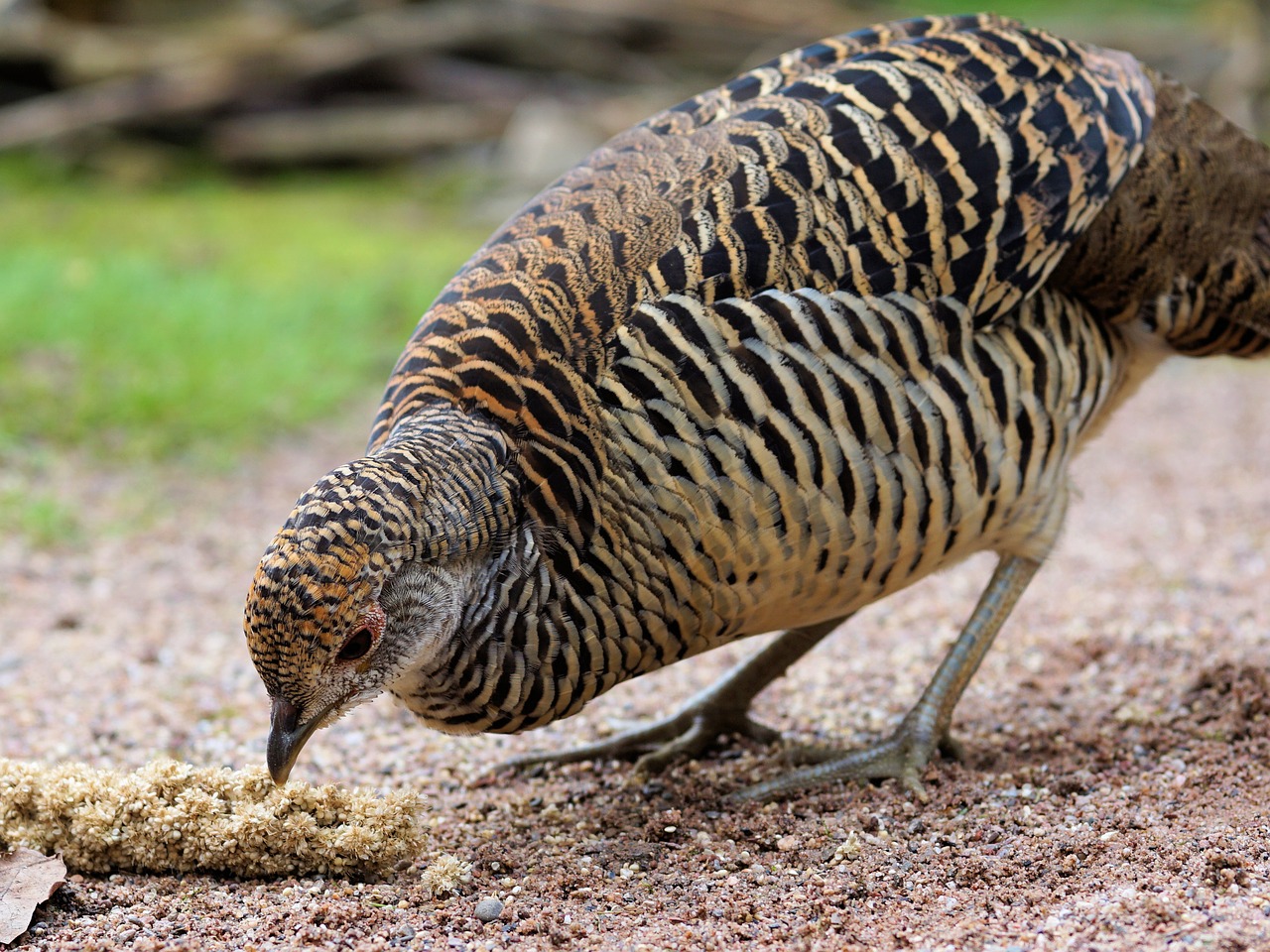 Image - goldfasan pheasant bird feather