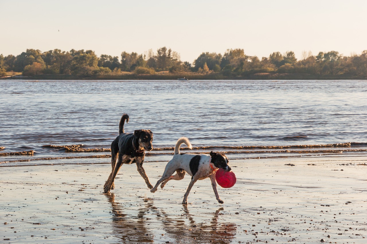 Image - dog beach elbe water animal sand