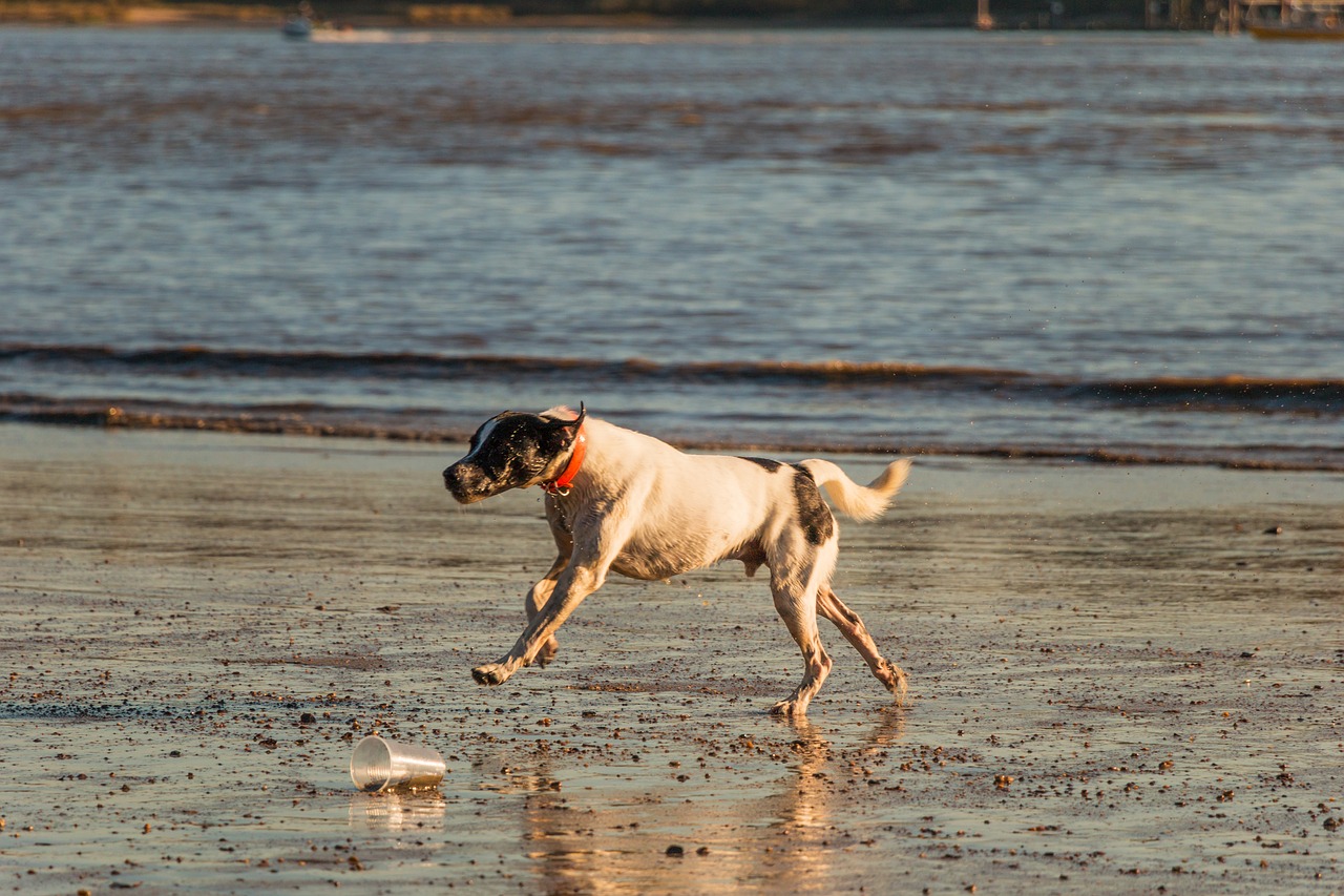 Image - dog beach elbe water animal sand