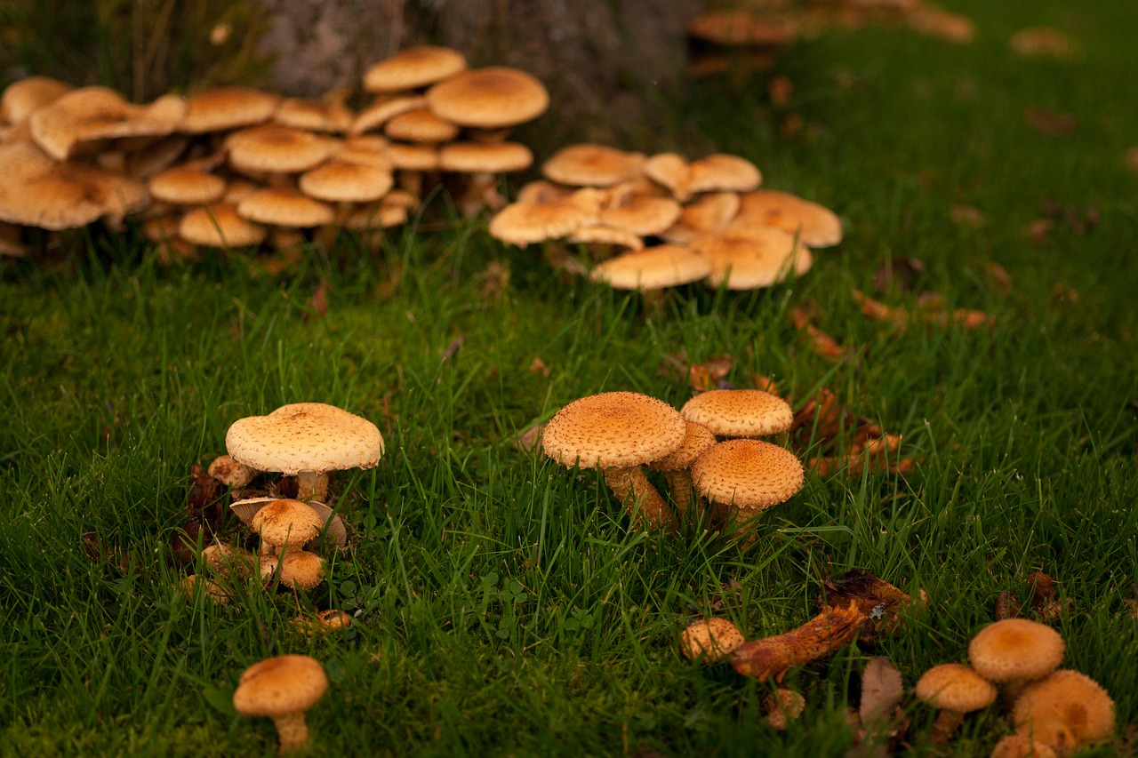Image - autumn fall mushrooms garden grass