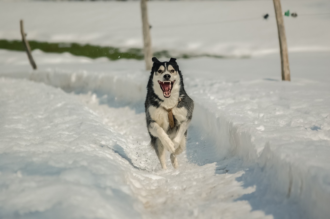Image - dog snow husky sled winter doggie