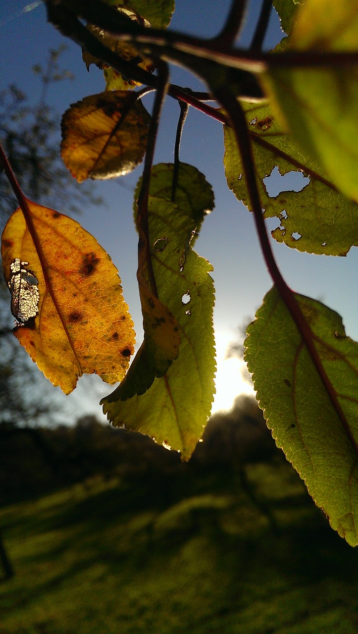 Image - autumn back light leaf sun tree