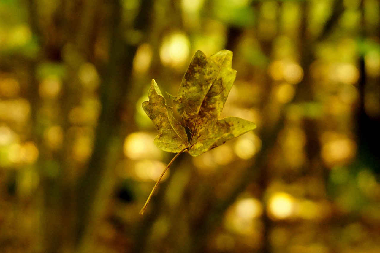 Image - leaf floating foliage leaf