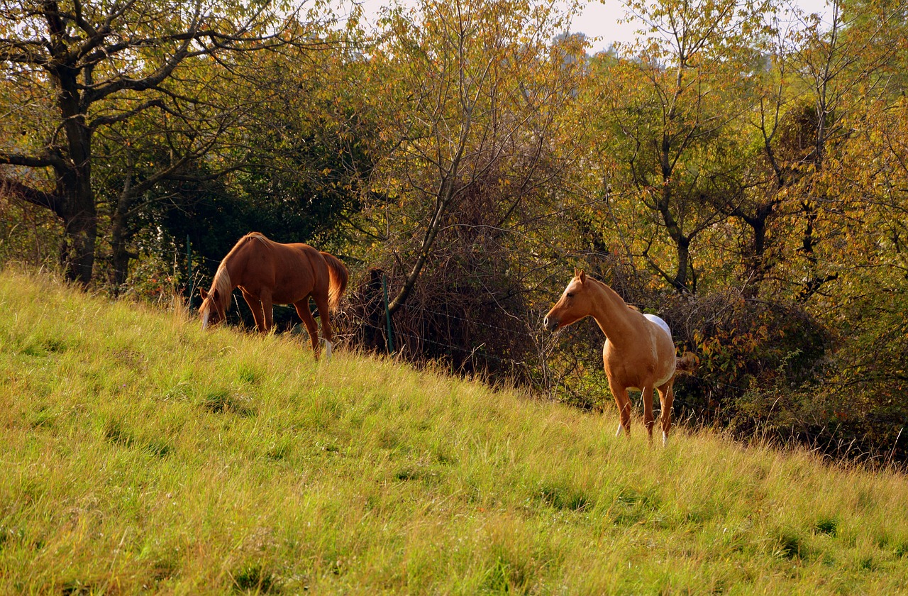 Image - horse prato mountain green forest