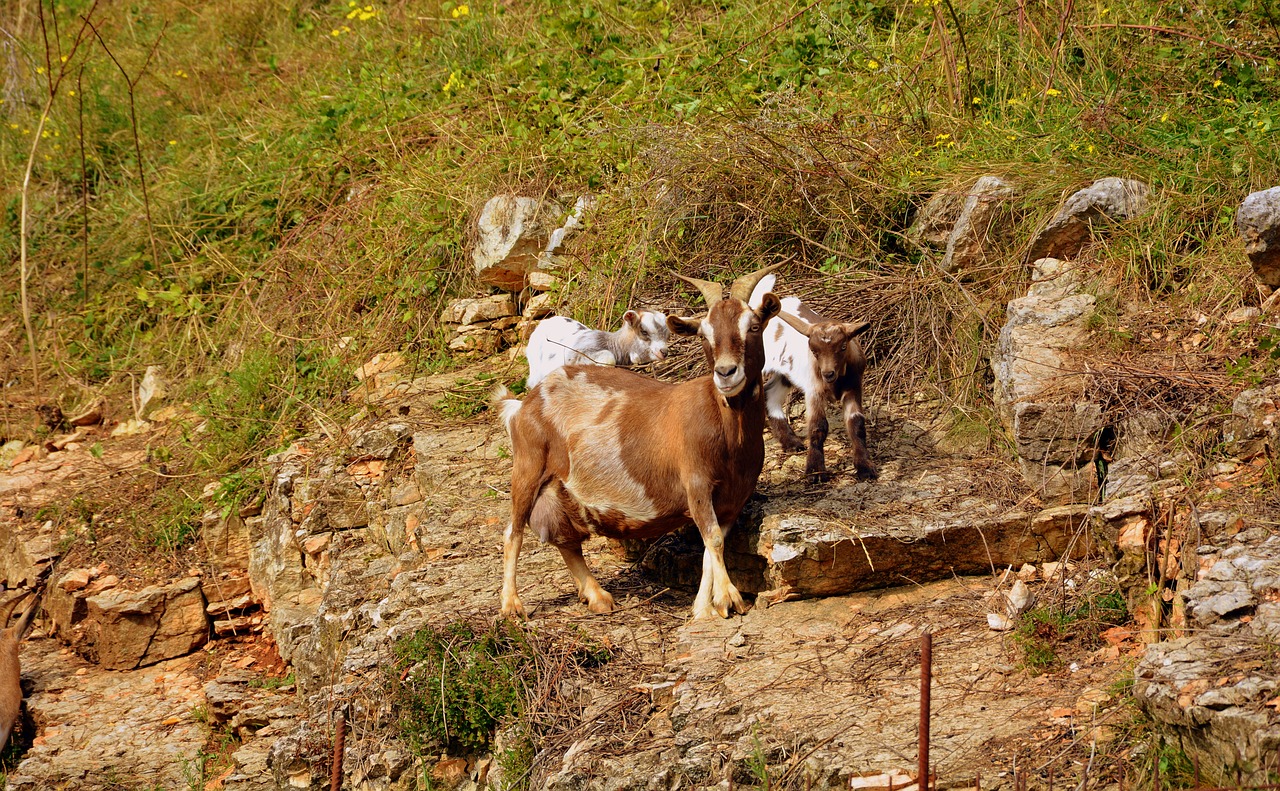 Image - capra mom puppies mountain stones