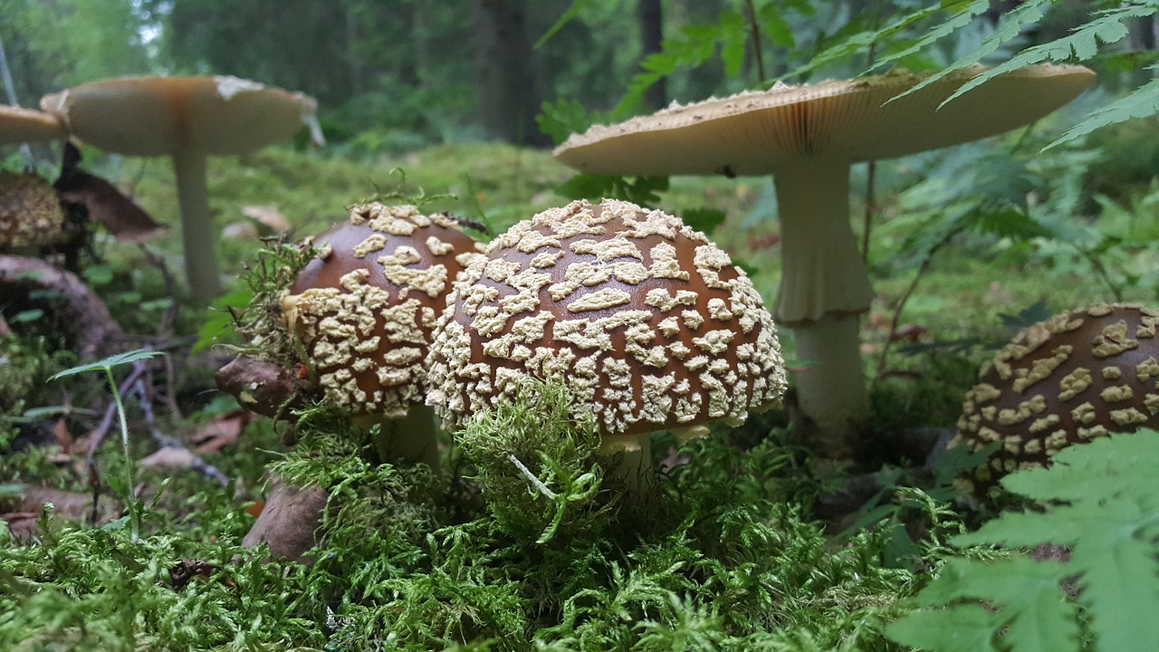 Image - mushroom yellow fly agaric boletus