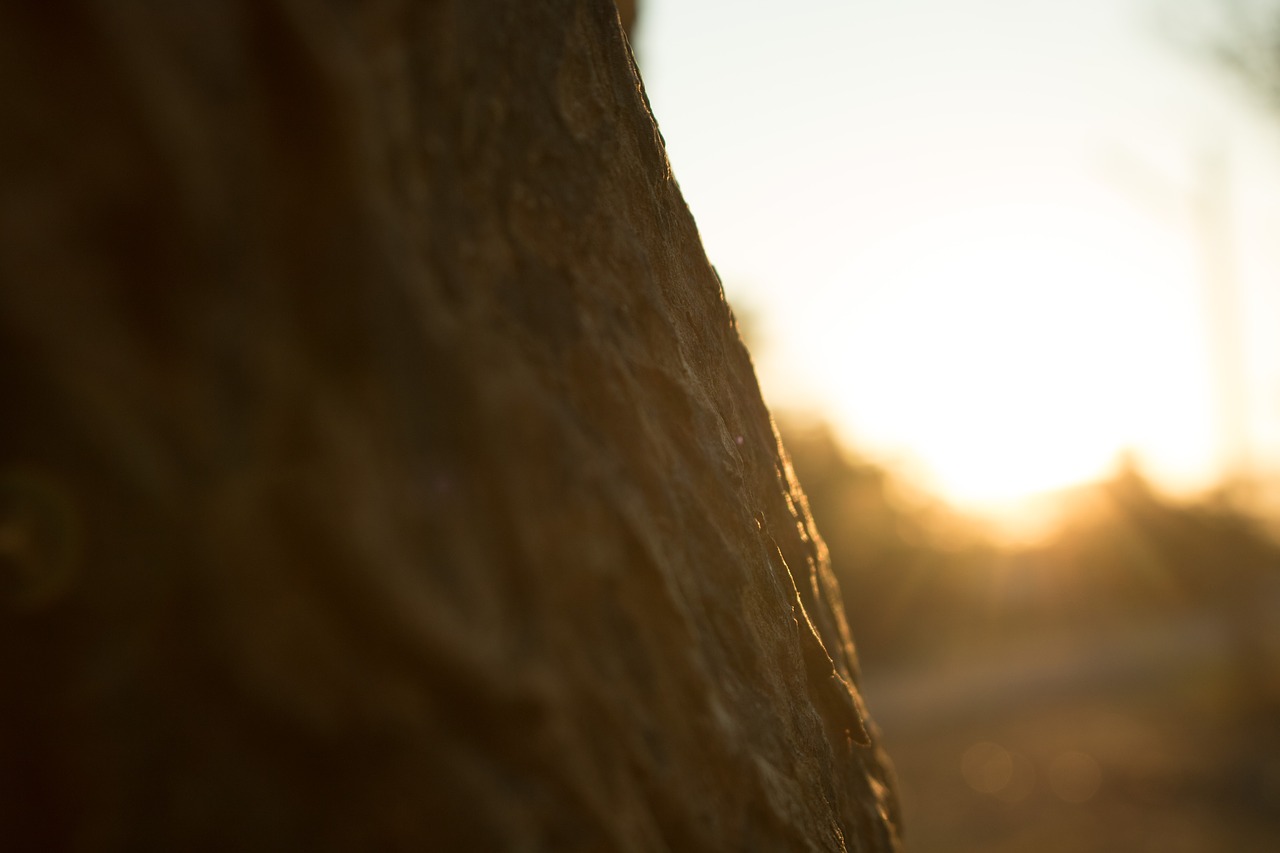 Image - tree sun flare scenic sunlight