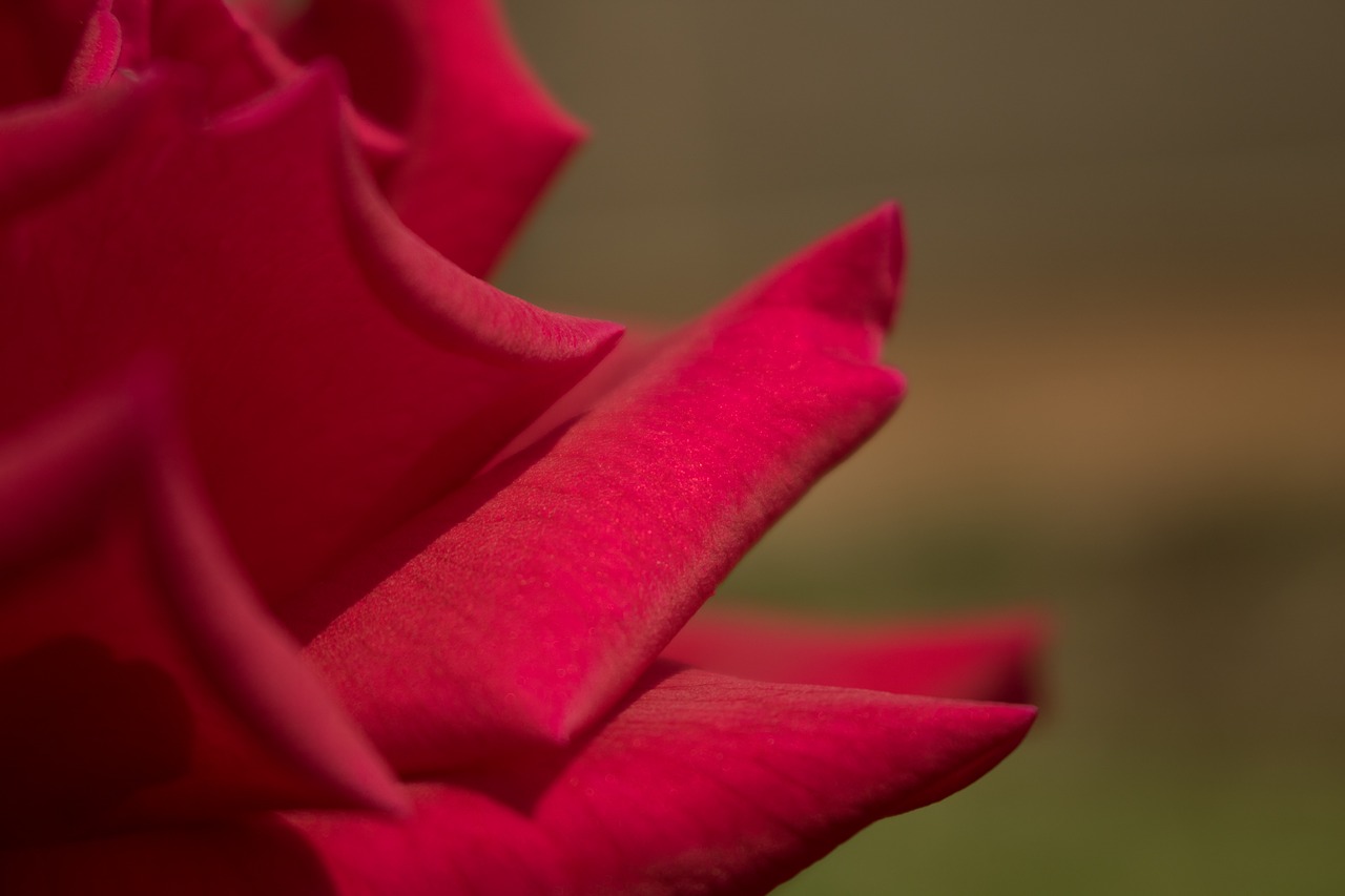 Image - red rose closeup red roses passion