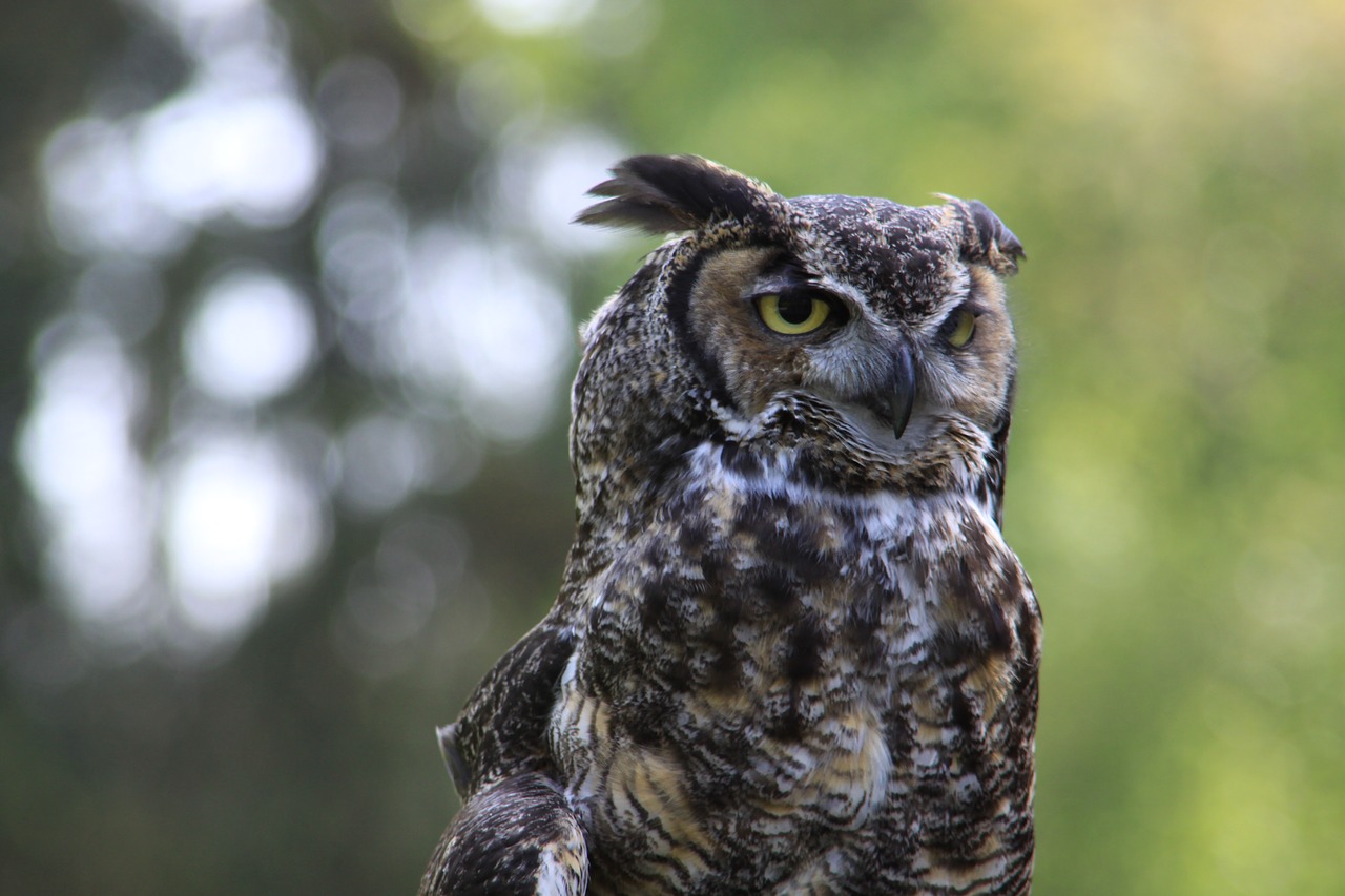 Image - owl close up washington state