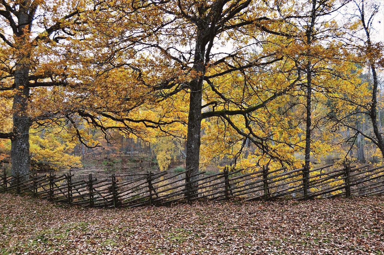 Image - autumn forest tree fence leaf