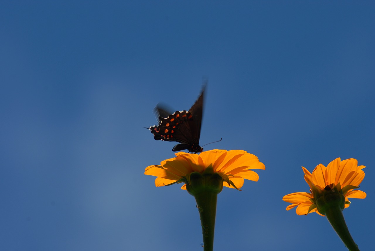 Image - butterfly regional wings insect