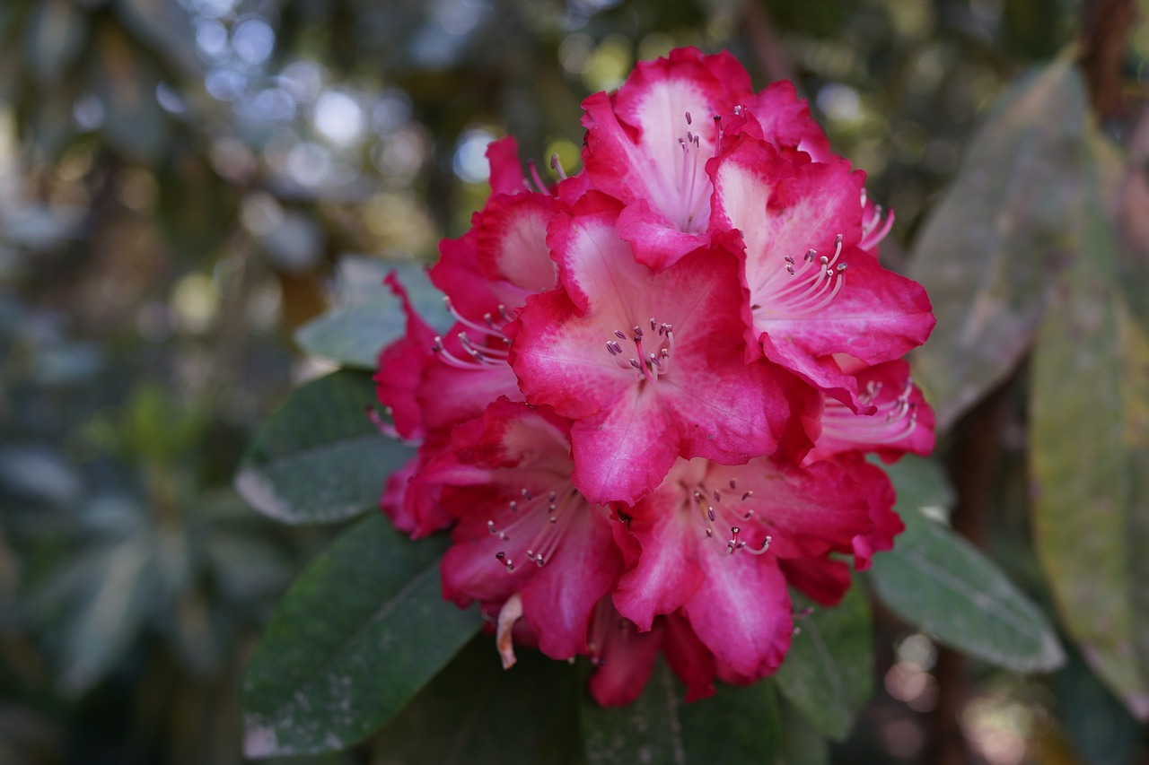 Image - natural bouquet native flowers