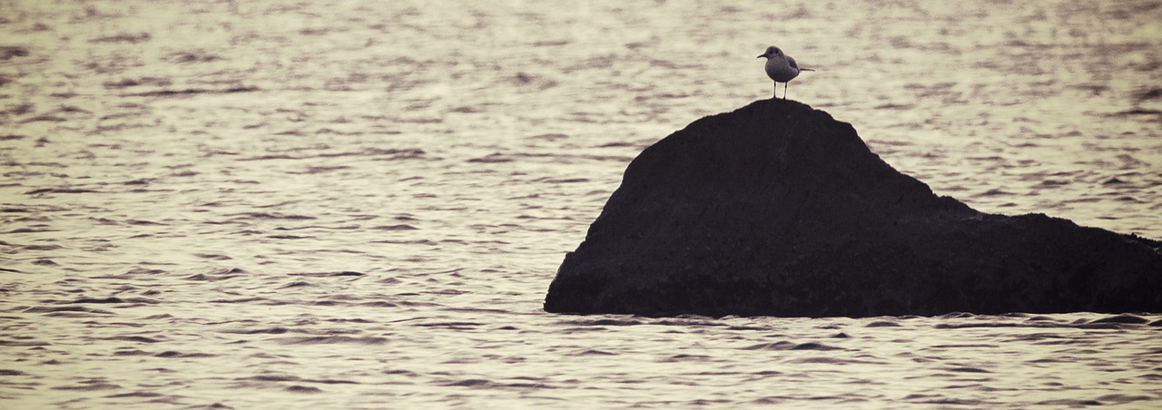 Image - sea rock bird coast holiday rest