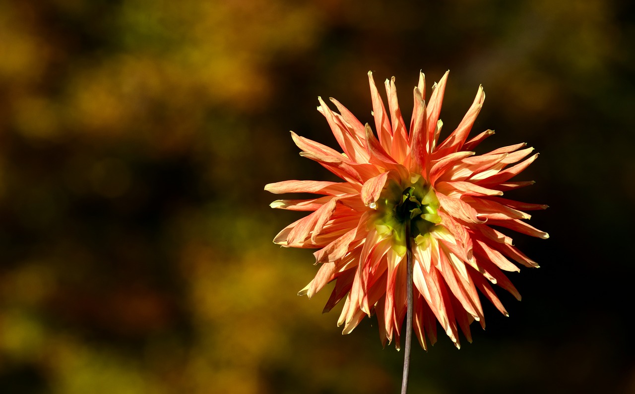 Image - dahlia back flower plant