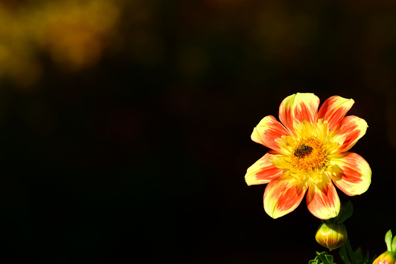 Image - dahlia bee blossom bloom