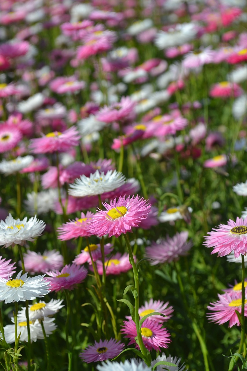 Image - daisy everlastings flower pink