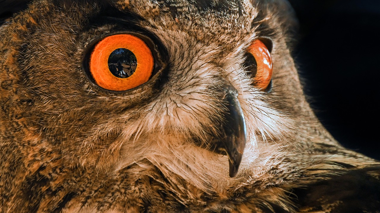 Image - owl grand duke look close up