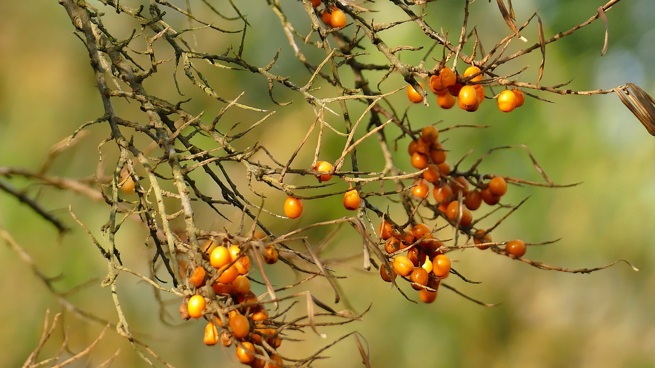 Image - autumn sea buckthorn plant bush