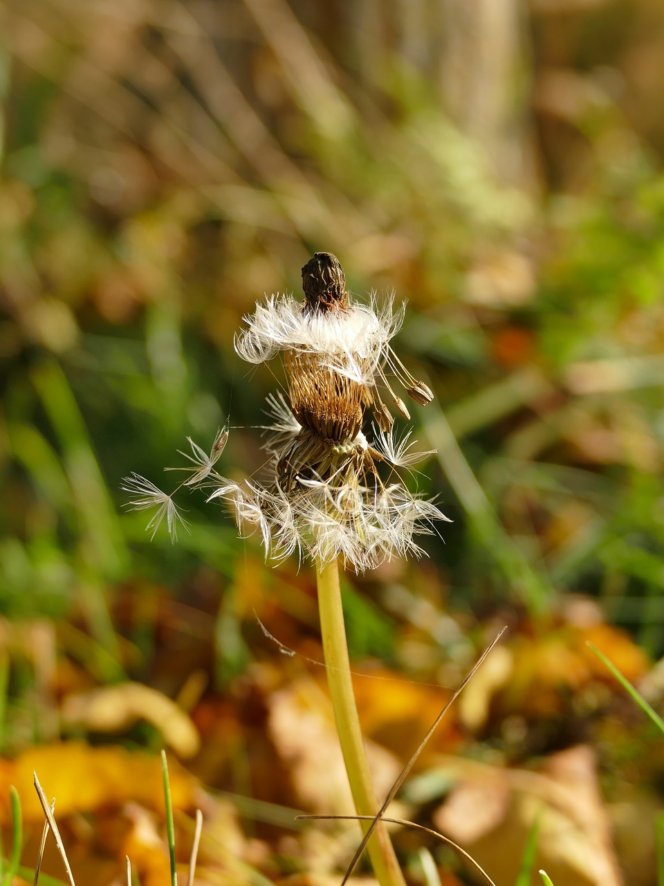 Image - autumn nature dandelion leaves