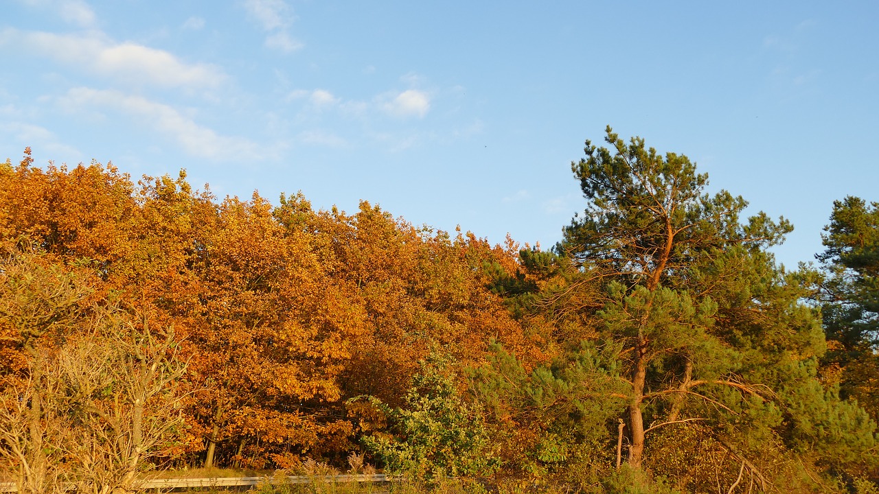 Image - nature autumn golden autumn leaves