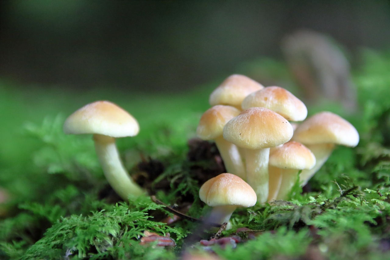 Image - mushroom forest mushroom