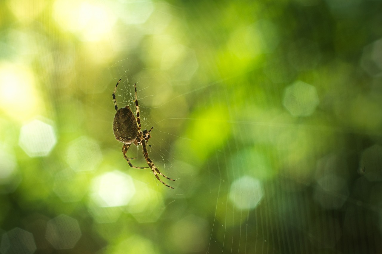 Image - spider nature insect tropical