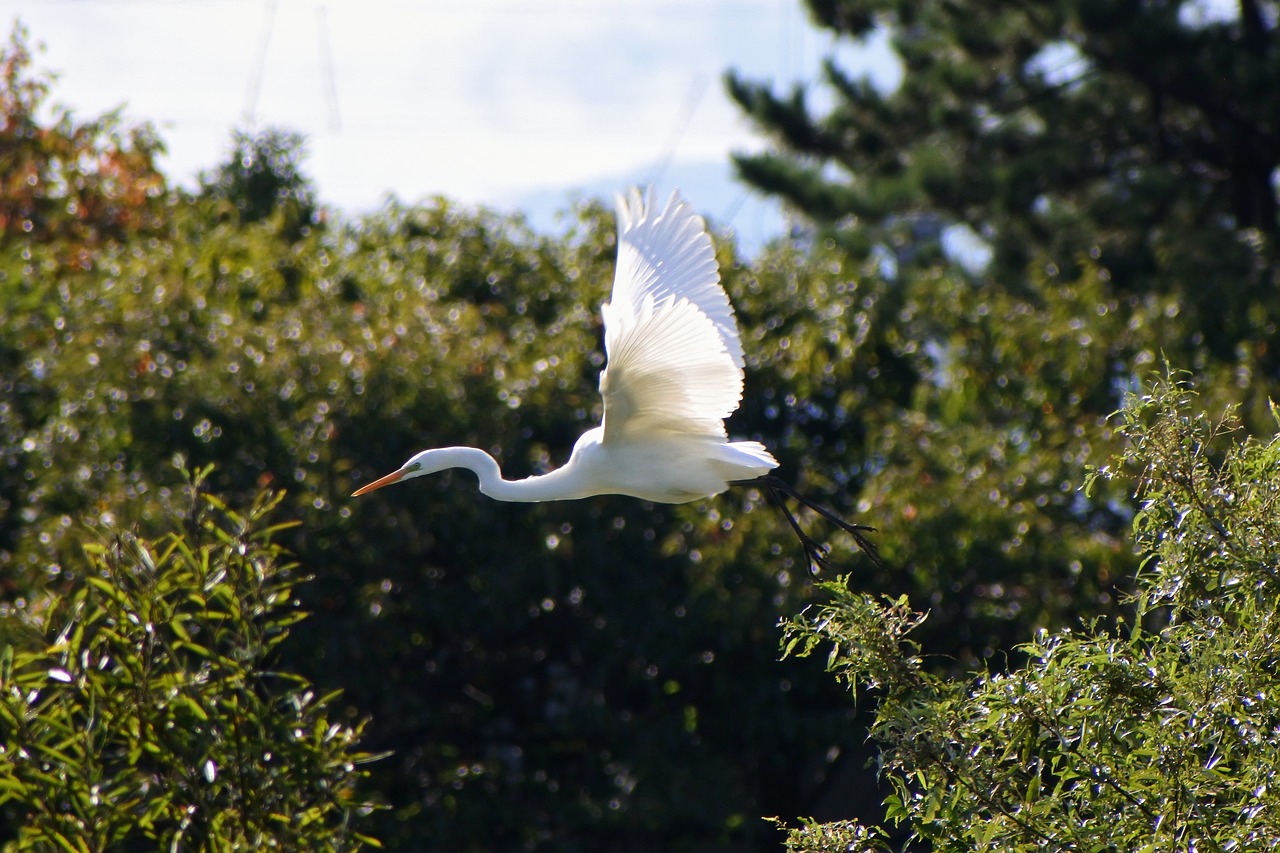 Image - animal river waterside wood green