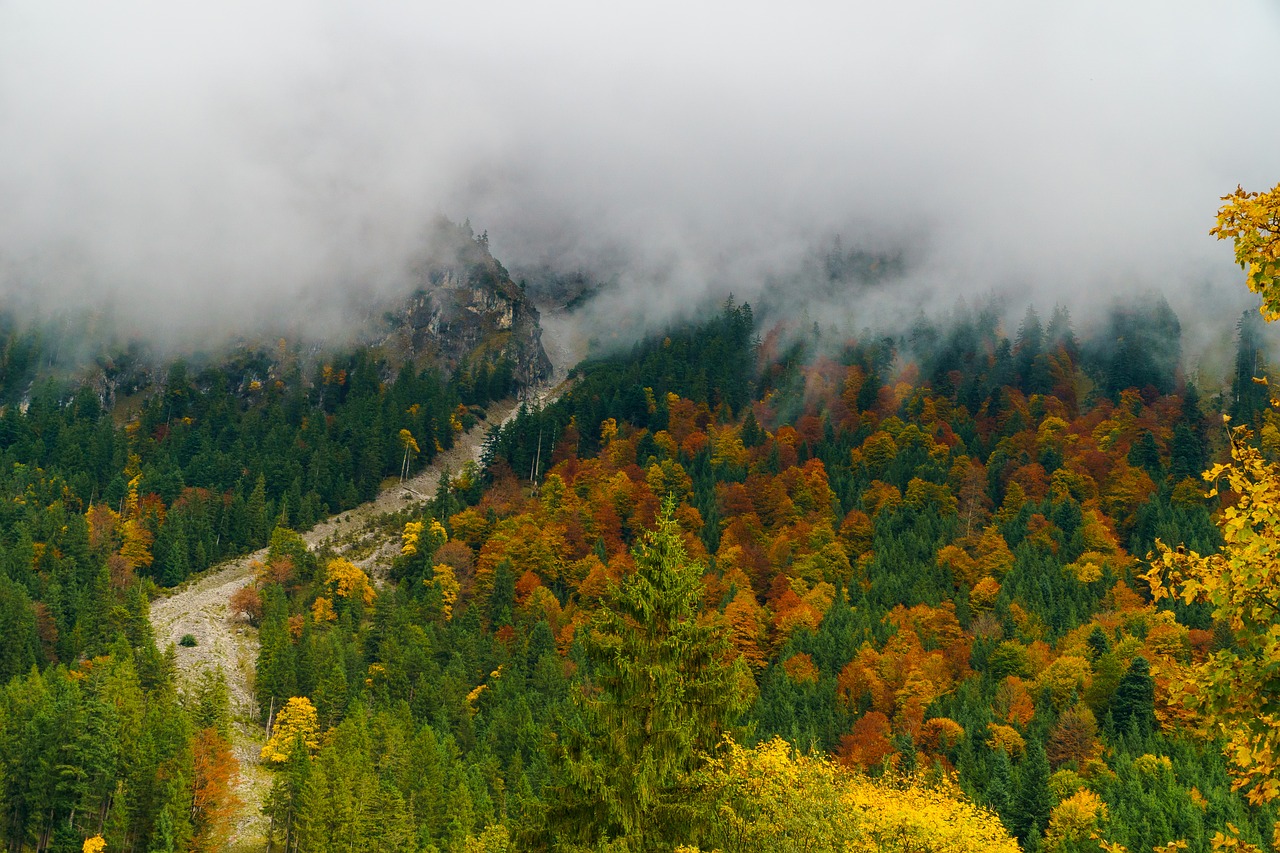 Image - fog oberstdorf trees forest