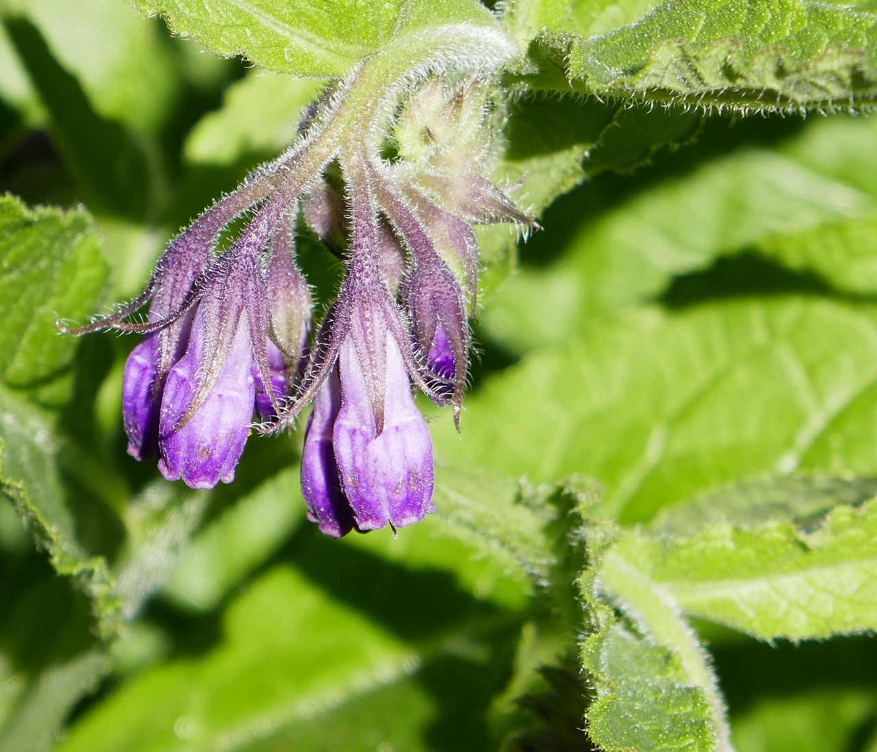 Image - comfrey herb flower herbal plant