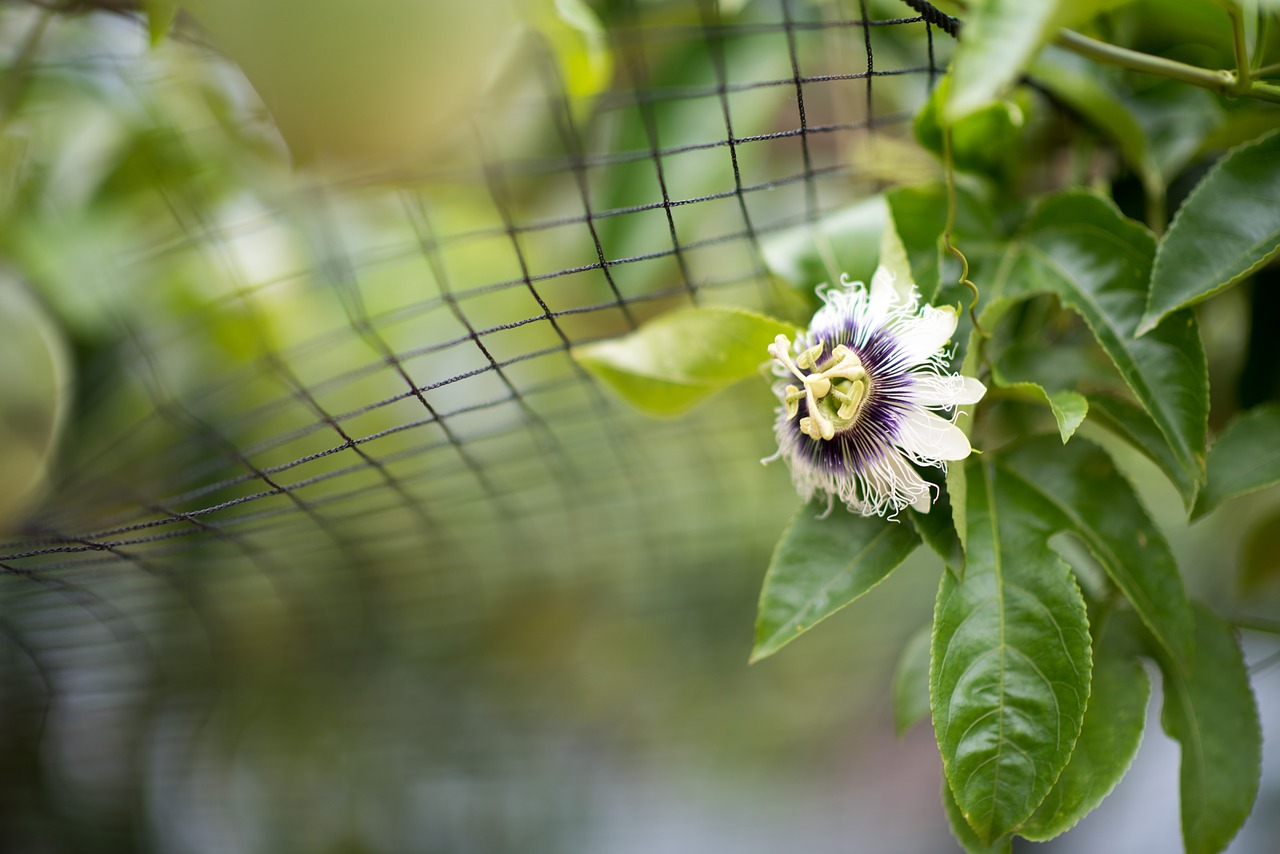 Image - taiwan fruit flower passion fruit