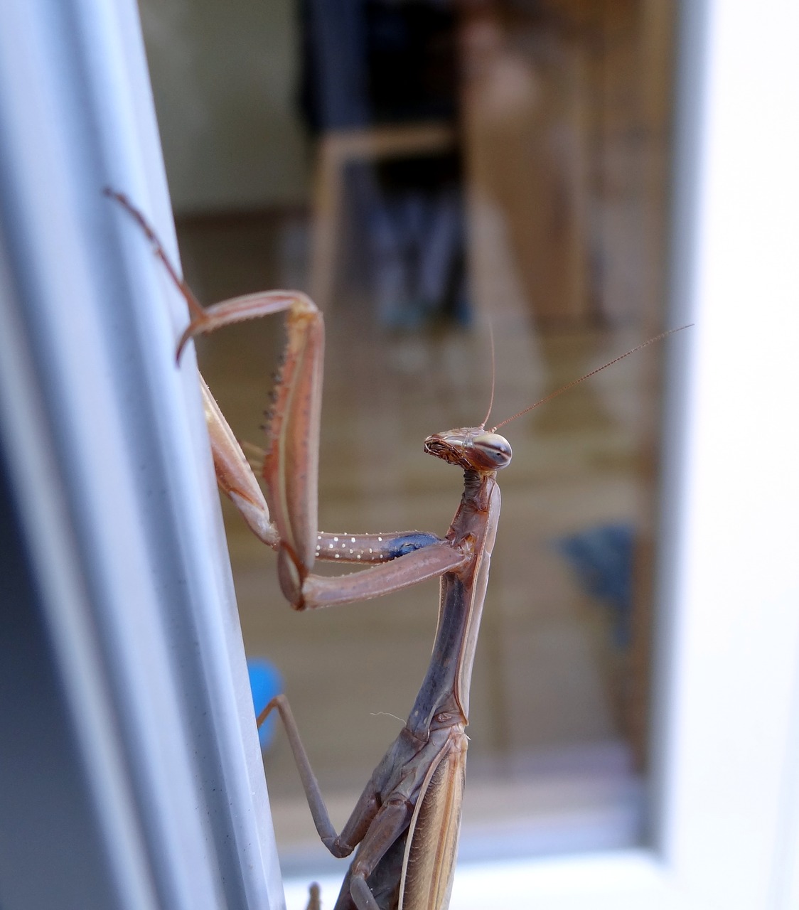 Image - praying mantis insect scare close