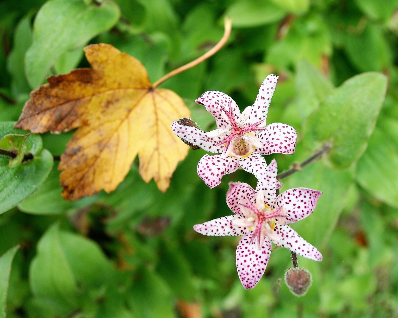Image - garden plant flower freckled