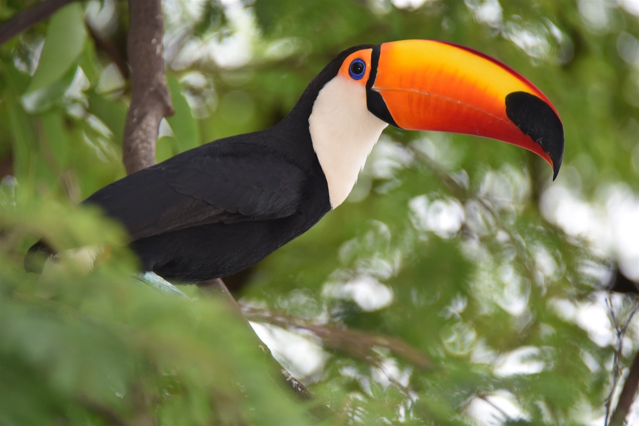 Image - tucano nature bird zoo fauna