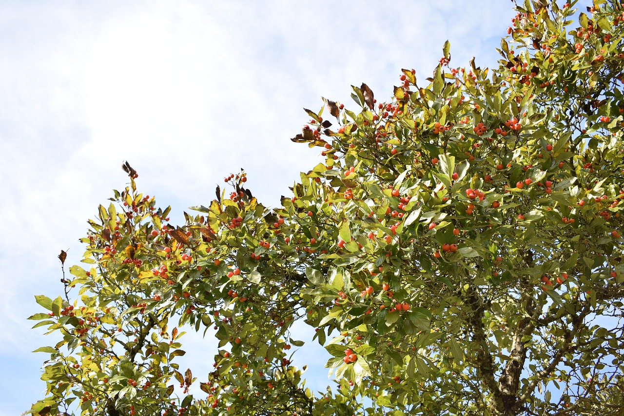 Image - rose hip tree autumn fruit