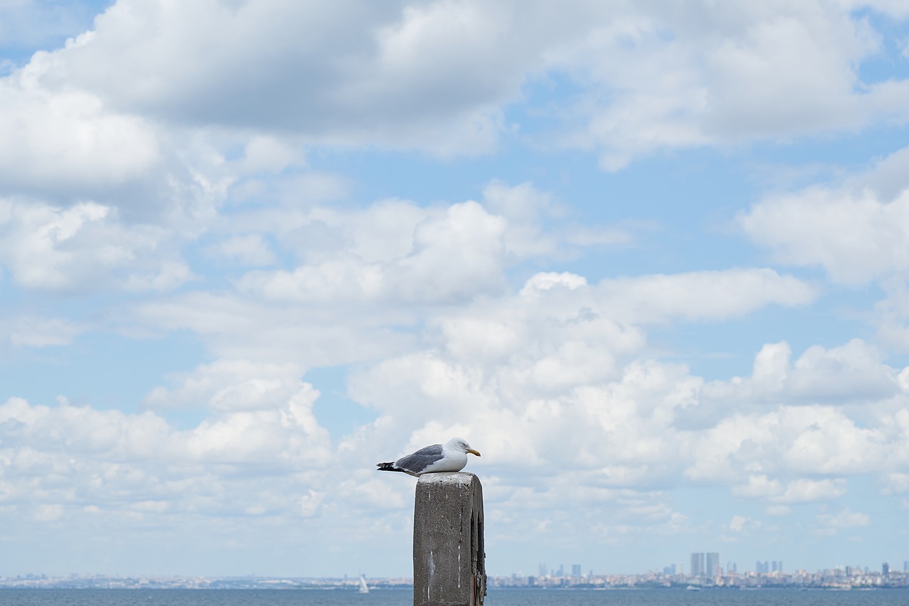 Image - seagull bird landscape clouds blue