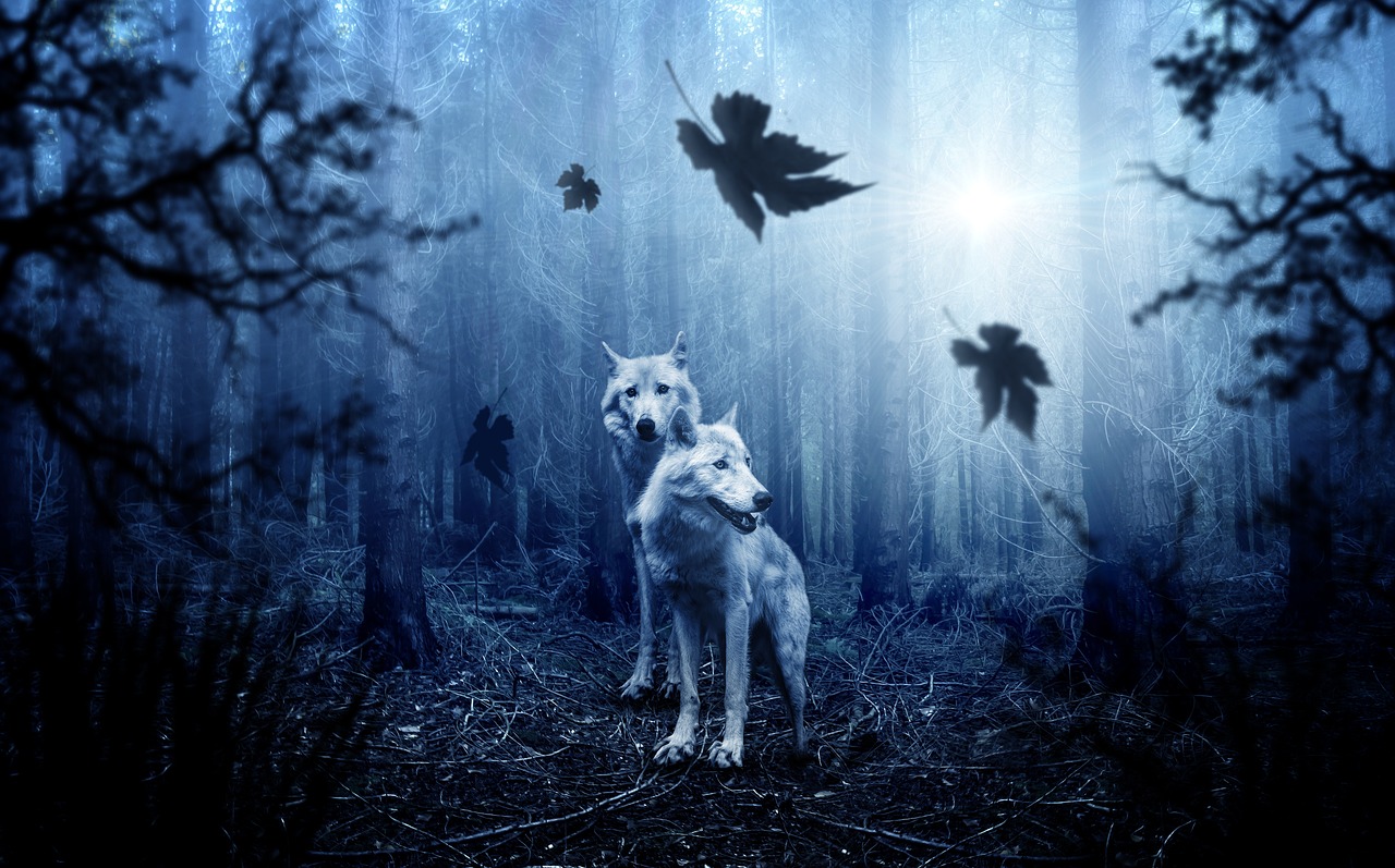 Image - wolf forest autumn dark predator