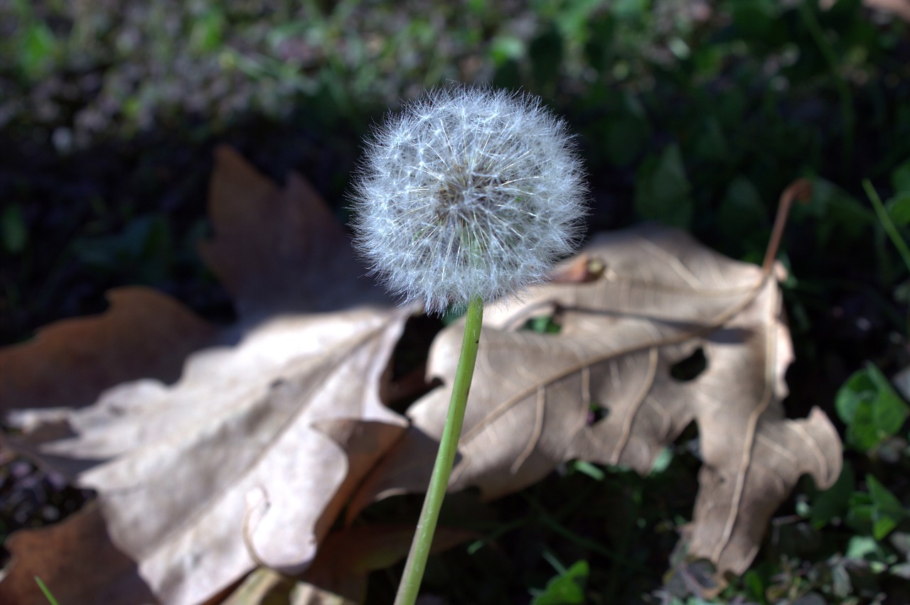 Image - flower nature pollen istanbul