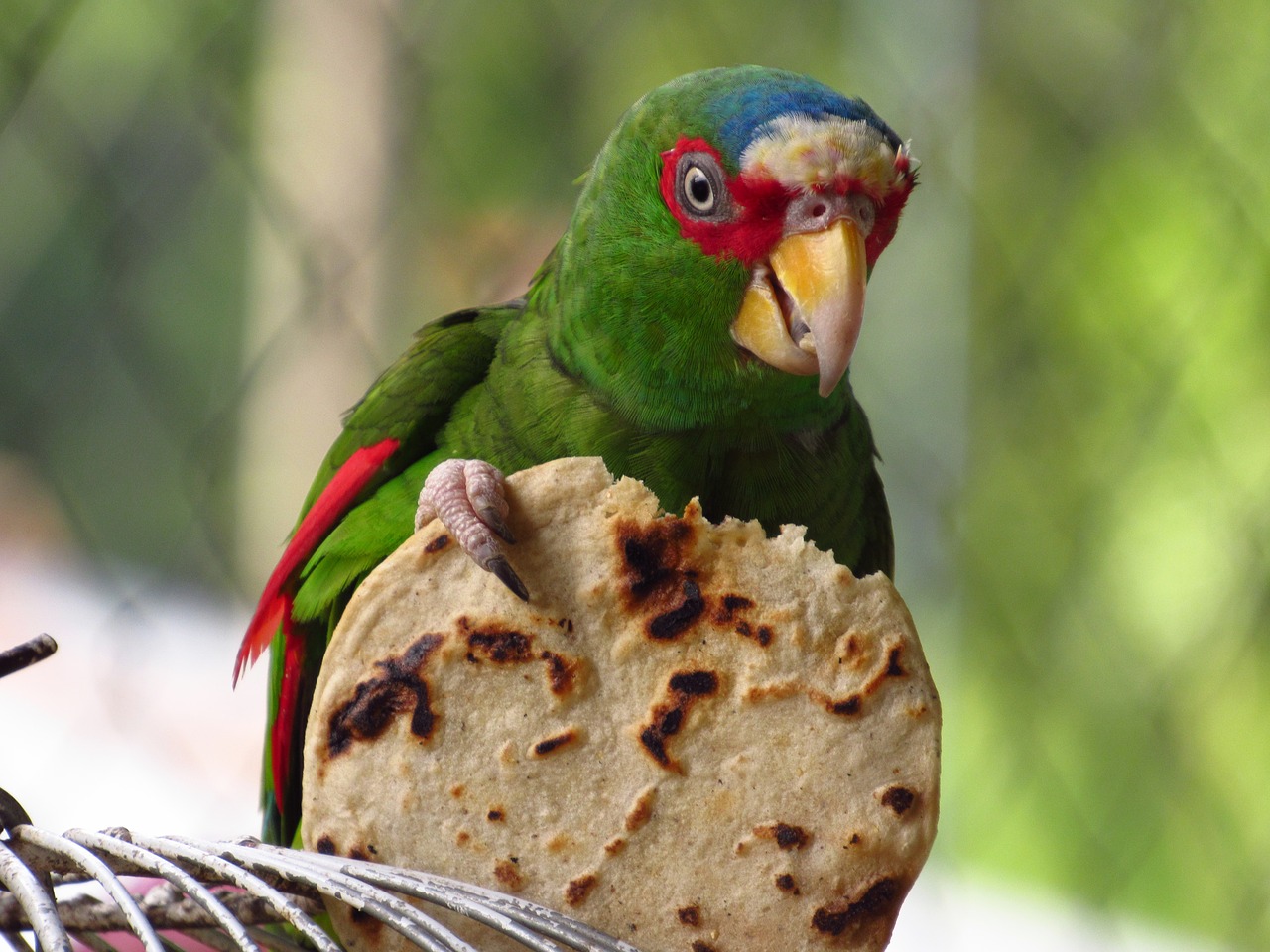 Image - parrot tortilla nature