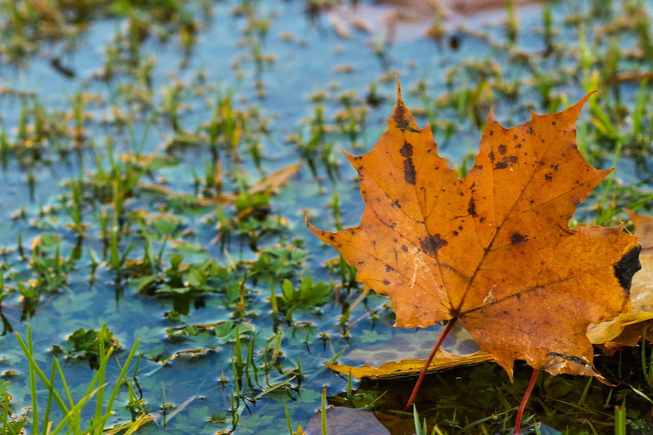 Image - leaf autumn puddle leaves color