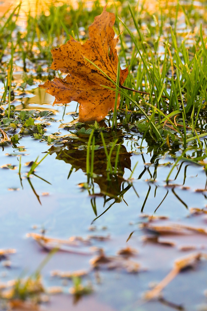 Image - leaf autumn puddle leaves color