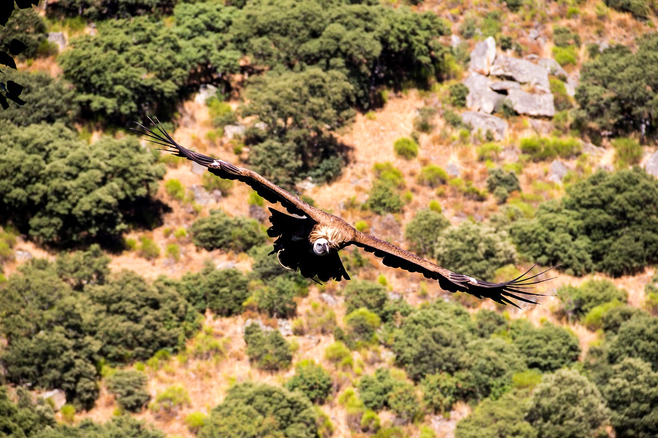 Image - vulture nature birds bird flight