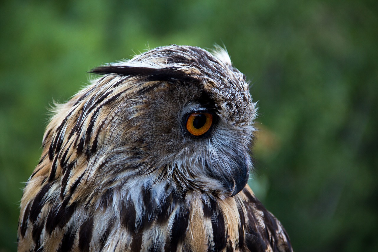 Image - owl bird looking animal