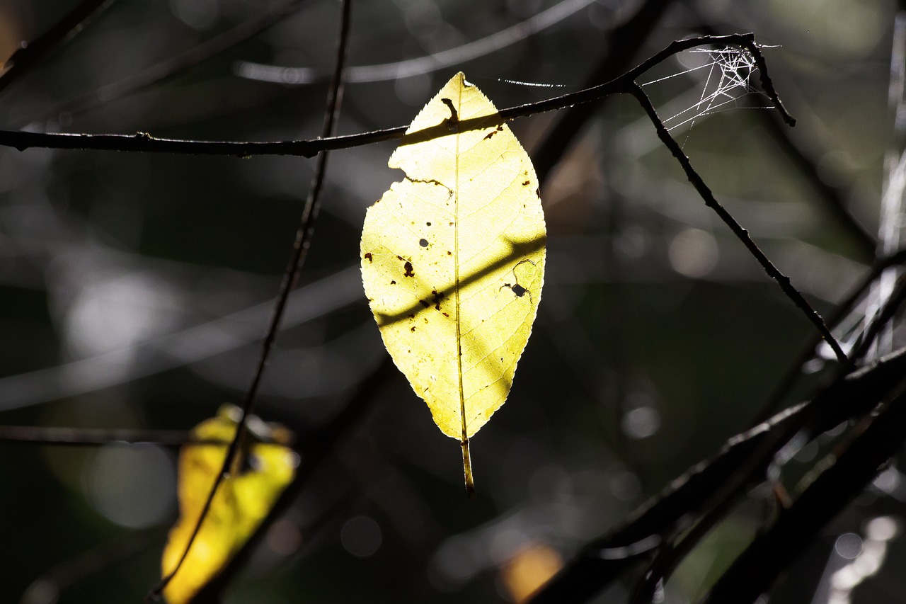 Image - leaf spider webs aesthetic autumn