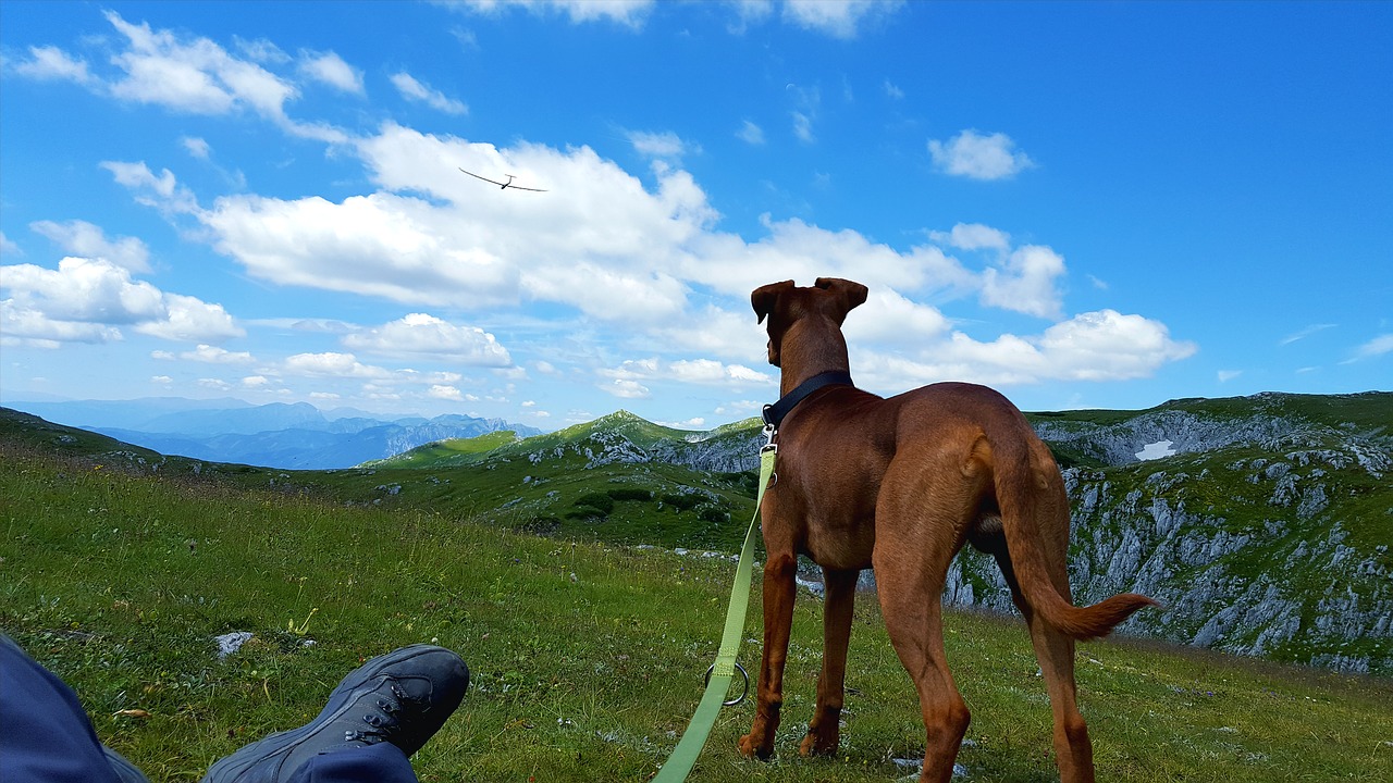 Image - mountain dog nature hiking sky