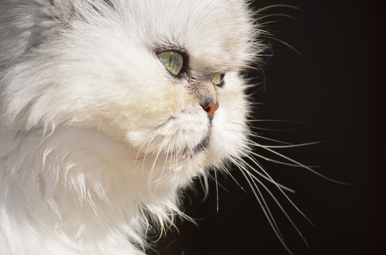 Image - cat fluffy persian cat animals